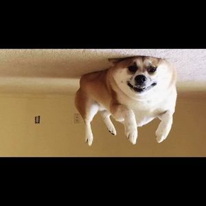 Meet your Posher, Jack